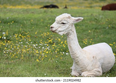 alpaca relaxing in meadow in sunshine