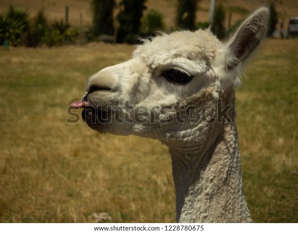 Alpaca Sticking Out Tongue Stock Photo Edit Now 1228780675