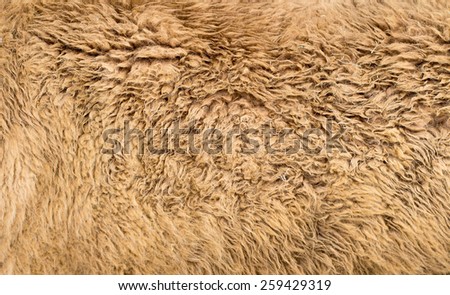 Alpaca textured