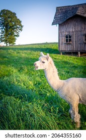 Alpaca Walking At A Farm And Enjoying