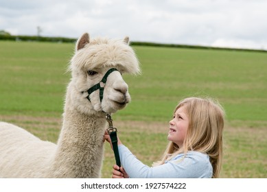 Alpaca Walking With Happy Children