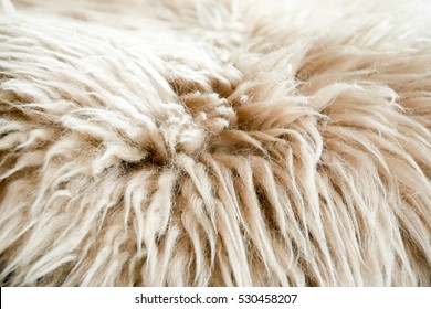 Alpaca Wool