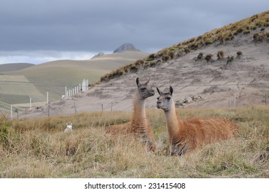 alpacas