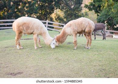 Alpacas In The Bonanza Farm