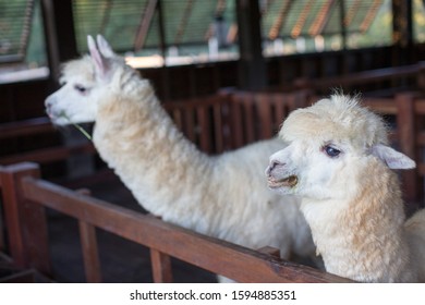 Alpacas In The Bonanza Farm