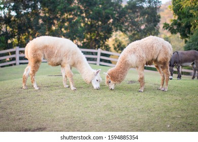 Alpacas In The Bonanza Farm