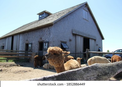 Alpacas In Farm; Natural Animal; Summer Daytime; Close Up; Martha's Vineyard, US