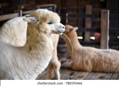 Alpacas Feeding In Barn, Alpaca Funny Face