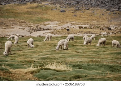 Alpacas grazing in the Andean highlands in Peru - Powered by Shutterstock