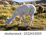 Alpacas grazing in the field, Arequipa Peru