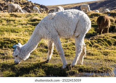 Alpacas grazing in the field, Arequipa Peru - Powered by Shutterstock