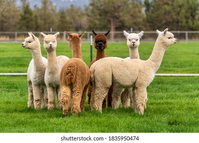 Alpacas on a ranch on a farm in a field in Oregon - Shutterstock ID 1835950474