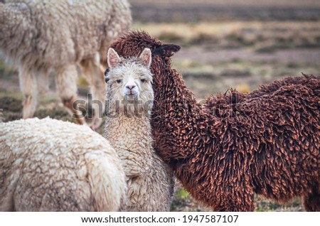 Alpacas, one looking at camera, in middle of mountain valley of Colca region, Peru. Southamerican landscape and fauna