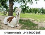 Alpacas in outdoor ranchin southern Poland at sunny summer day