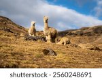 Alpacas in Peru at sunset 