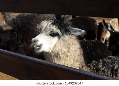 Cloven Hoofed Animal Images, Stock Photos & Vectors | Shutterstock