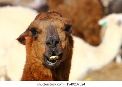 Cloven-hoofed Animal Images, Stock Photos & Vectors | Shutterstock