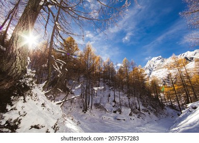 "alpe devero" im Winter mit Blick auf den schneebedeckten Wald, während ein Sonnenstrahl durch die Bäume dringt