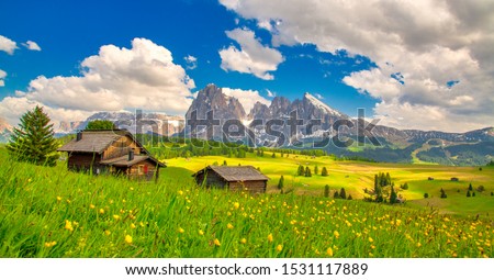 Alpe di Siusi - Seiser Alm with Sassolungo - Langkofel mountain group in background at sunset. Yellow spring flowers and wooden chalets in Dolomites, Trentino Alto Adige, South Tyrol, Italy, Europe