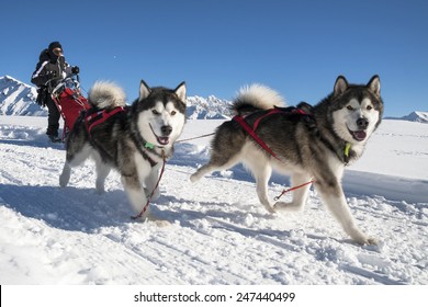 Alpe Giumello ( Italy ) 01/24/2015: in the Italian alps in january there was the 11th meeting of the Alaskan Malamue breed where people from allover Europe come to show theyr dogs