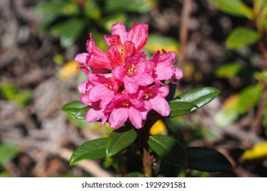 Alpenrose の画像 写真素材 ベクター画像 Shutterstock