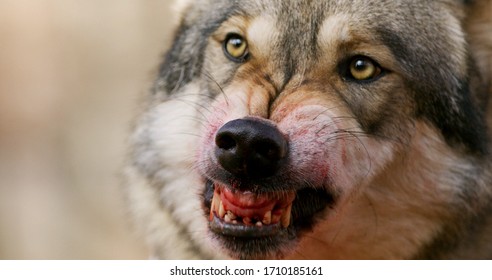 Alpha Grey Wolf Snarling Close-up