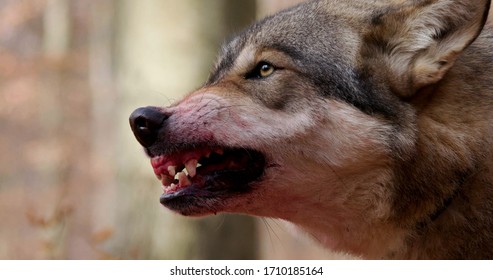 Alpha Grey Wolf Snarling Close-up