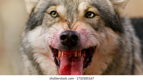 Alpha Grey Wolf Snarling Close-up