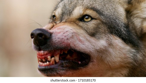 Alpha Grey Wolf Snarling Close-up