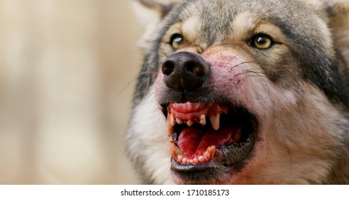 Alpha Grey Wolf Snarling Close-up