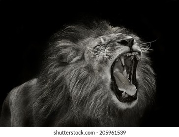白黒のライオン の写真素材 今すぐ編集