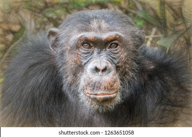 Alpha Male Chimp