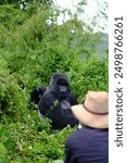 Alpha male gorilla and his young son are being watched by a man deep in the jungle of Volcanoes National Park in Rwanda. It is a lifetime experience seeing the family of mountain gorilla up close.