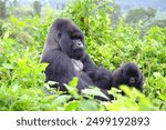 Alpha male gorilla and his young son deep in the jungle of Volcanoes National Park in Rwanda. It is a lifetime experience seeing the family of mountain gorilla up close.