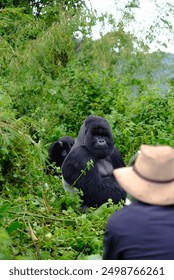 Alpha male gorilla and his young son are being watched by a man deep in the jungle of Volcanoes National Park in Rwanda. It is a lifetime experience seeing the family of mountain gorilla up close.