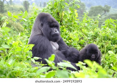 Alpha male gorilla and his young son deep in the jungle of Volcanoes National Park in Rwanda. It is a lifetime experience seeing the family of mountain gorilla up close.