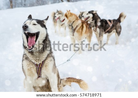 Alpha male leader harness sled dogs Laika Husky sitting  opened jaws (talking, yawning, laughing, barking). Behind a lot of plurality of dogs and sleds. Background of a severe winter snowy landscape