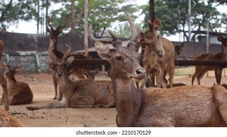 Alpha Male Timor Deer With The Colony At The Zoo