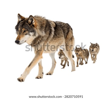 Alpha Wolf Leading Pack Dominant Wolf Walkin Isolated On White Background