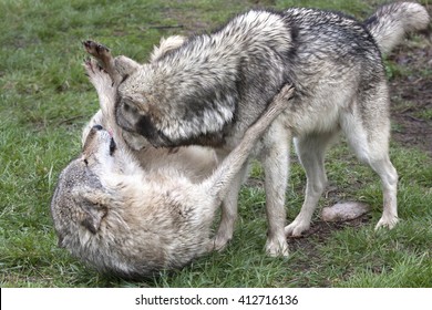 Alpha Wolf And Submissive Wolf