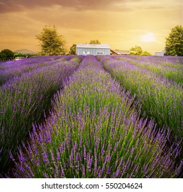 The Alphra Lavender Farm, North Island, New Zealand