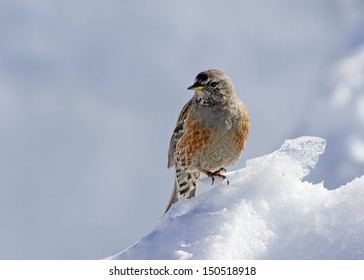 Alpine Accentor