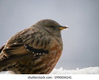 An Alpine Accentor In Profil