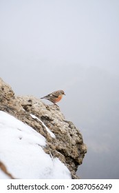 Alpine Accentor In The Snow