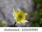 Alpine anemone flower (Pulsatilla alpina) with the blurred background photographed at Passo Staulanza in the Dolomites, Italy.