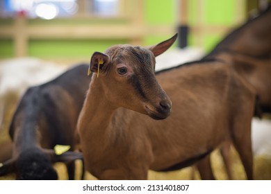 Alpine Breed Goat At The Agricultural Show In Paris