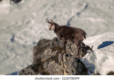 Alpine Chamois looking down to the valley standing on a rock against snowy slopes background. Italian Alps, Piedmont. - Shutterstock ID 2226708399