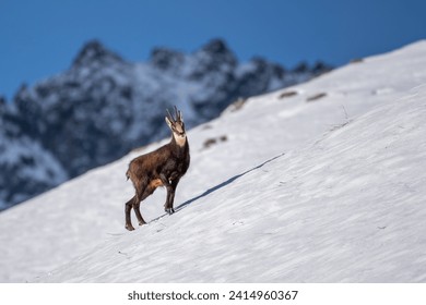 Alpine chamois (Rupicapra rupicapra) standing on a steep snowy slope in amazing winter landscape with snow covered mountains in the background, Alps Mountains, Italy, January. - Powered by Shutterstock