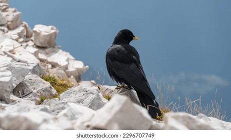Alpine chough looking down a mountain
