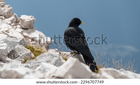Alpine chough looking down a mountain